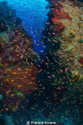 Explosion of Life!!! by Frankie Rivera 